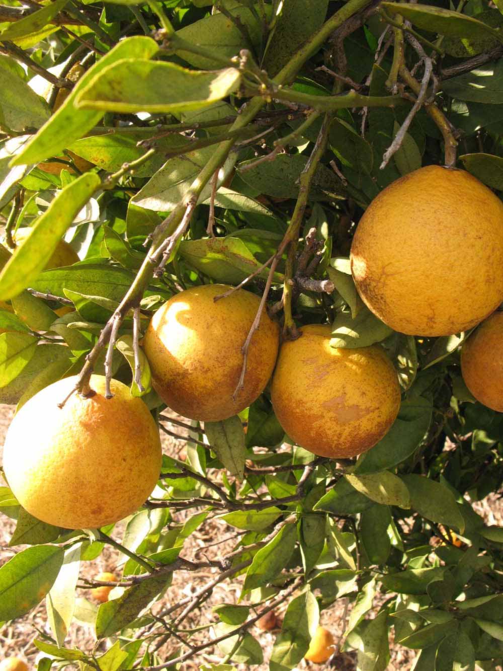              Fruit (Winter Haven, FL)       